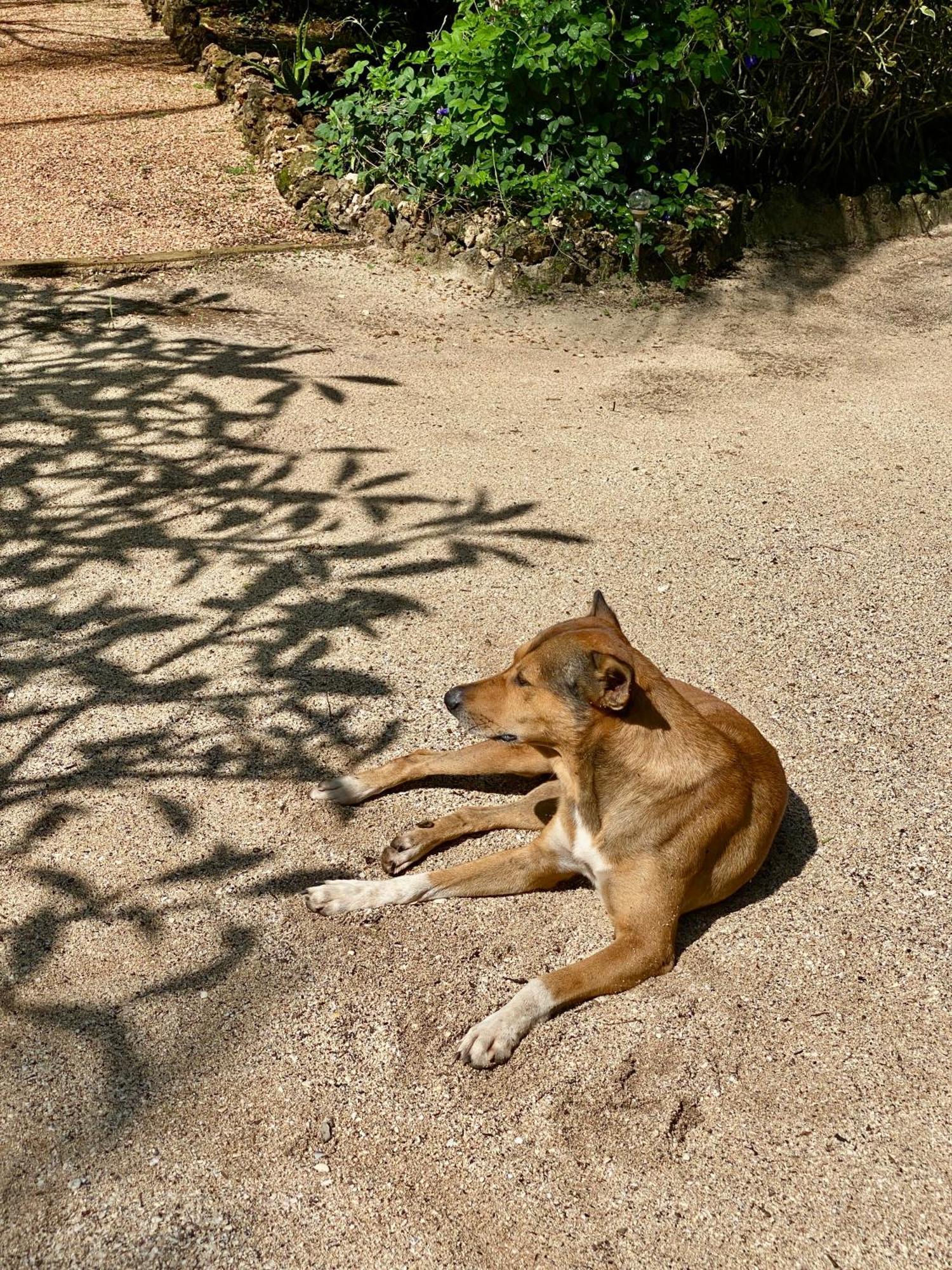 Embe Lodge Kizimkazi Exteriér fotografie