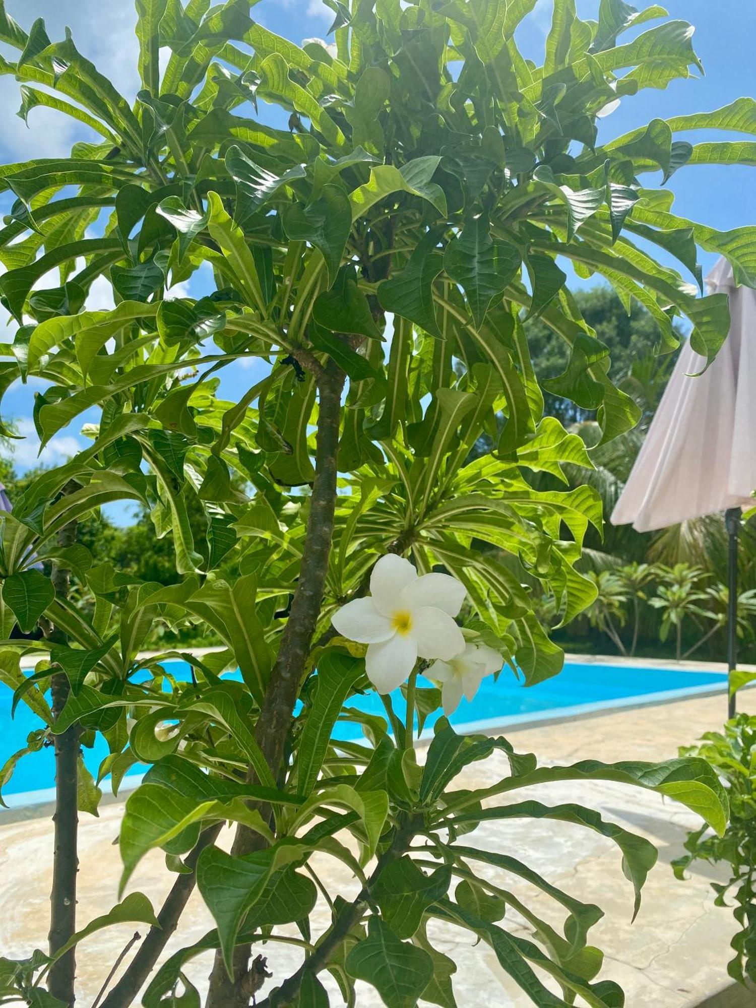 Embe Lodge Kizimkazi Exteriér fotografie
